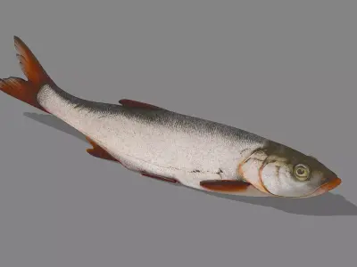 White fish Low-poly 3D model