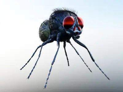 Housefly fly with eyes Low-poly 3D model