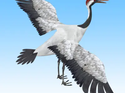 Red crowned Crane Bird Low-poly 3D model