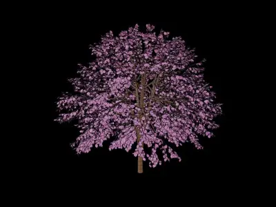 Cherry Tree Low Poly Free 3D model