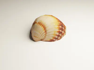 3D-Scanned Seashells - Set of 12 Seashells Low-poly 3D model