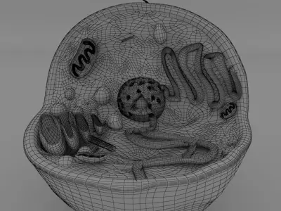 Animal cell Free 3D model