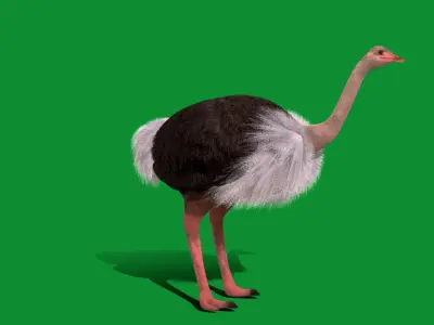 Ostrich Bird Low-poly 3D model