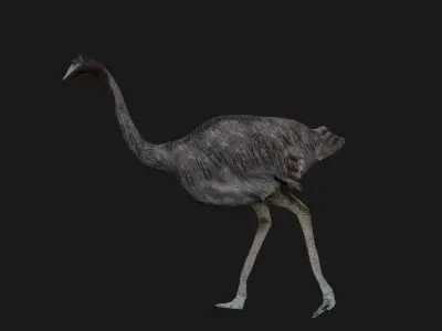 Emu and Ostrich birds 3D model