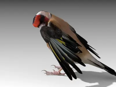 Goldfinch Low-poly 3D model