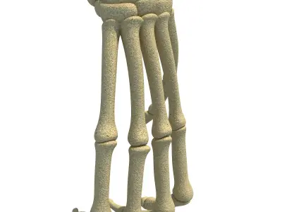 Bones of Animal Hand 3D model