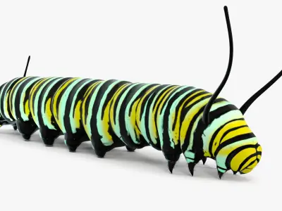 Monarch Butterfly Caterpillar Fur 3D model