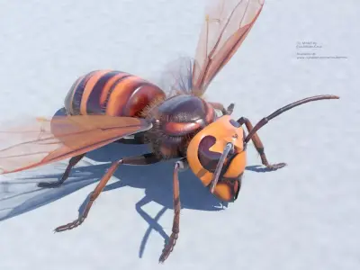Murder Giant Asian Hornet  Low-poly 3D model