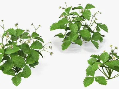 Garden Strawberry Plant Flower Set 3D model