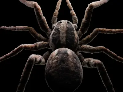 Spider vfx  rig animate  Low-poly 3D model