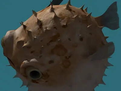 Puffer fish animated Low-poly 3D model