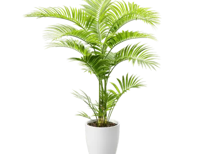  Parlor Palm Potted Plant Model 