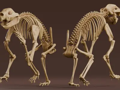 Realistic Mammals Fossil - Thylacoleo Low-poly 3D model