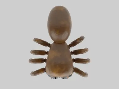 Salticidae spider 3D model