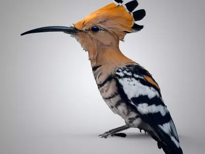 The hoopoe 3D model