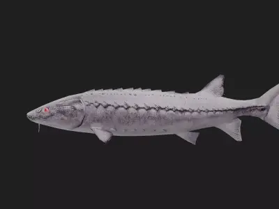 Sturgeon Low-poly 3D model