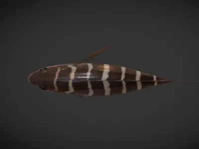 grouper fish with stripes Low-poly 3D model