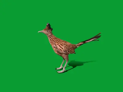 Roadrunner Chaparral Bird Low-poly 3D model