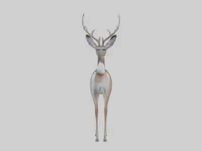 White-tailed deer Low-poly 3D model