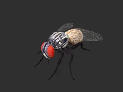 housefly fly Low-poly 3D model