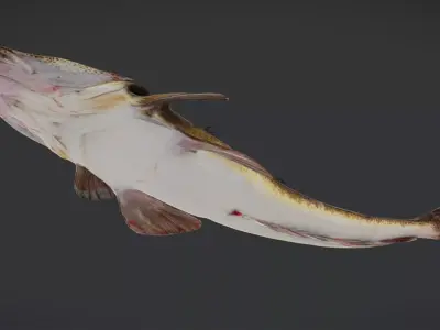 Realistic Flathead Fish Animated 3D model