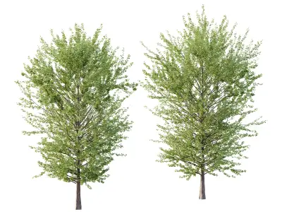 Maidenhair Ginkgo Biloba Tree 08 3D model