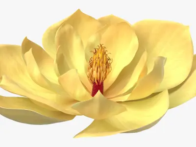 Magnolia Blossom with Stamen Column Yellow Fur 3D model