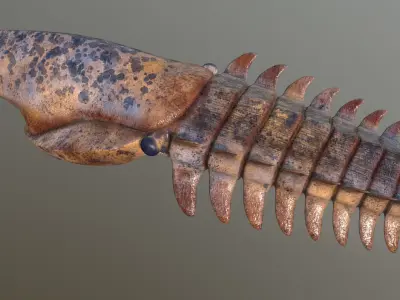 Aegirocassis benmoulae 3D model