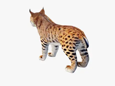 Lynx Animal Free 3D model