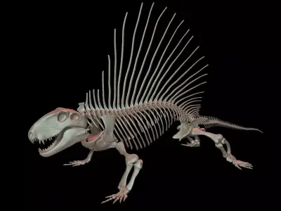 Dimetrodon Skeleton 3D model