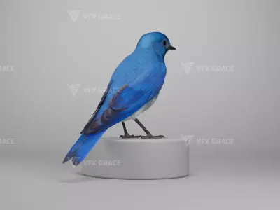 Sialia Currucoides Animation 3D Model Rigged for Blender 3D model