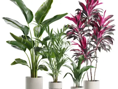 Indoor Plants Pack 86 3D model