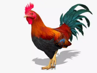 Rooster Low-poly 3D model
