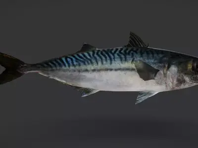 Realistic Mackerel Animated 3D model