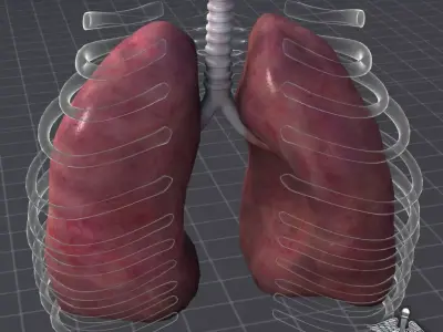 Lungs External 3D model