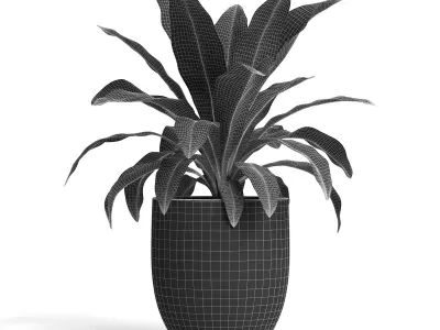 Birds Nest Fern Plant 3D model