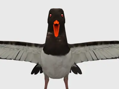 Oyster Catcher Oystercatcher Low-poly 3D model