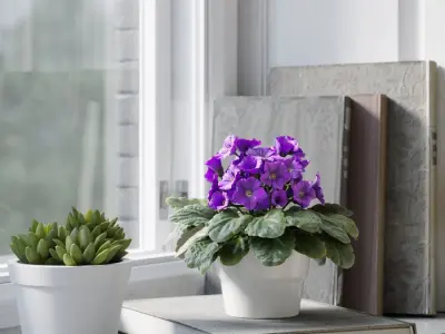  African Violet Plant Model 