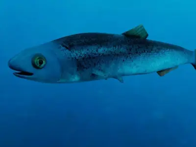 Realistic Anchovy sockeye salmon plush toy Low-poly 3D model