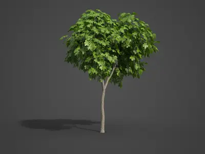 2021 PBR Ohio Buckeye Collection - Aesculus Glabra  3D model