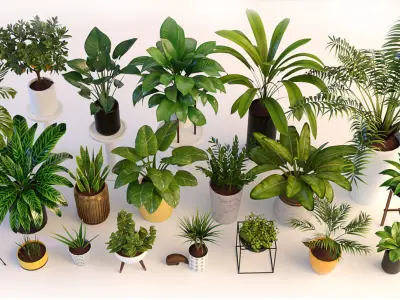 Plants in pots 3D model