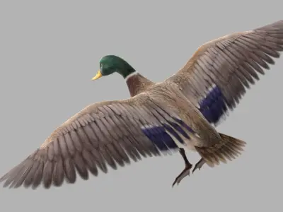 mallard duck flying in air 3D model
