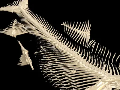 Fish Skeleton SALMON BONES Low-poly 3D model