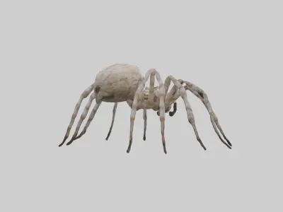 Garden Spider Low-poly 3D model