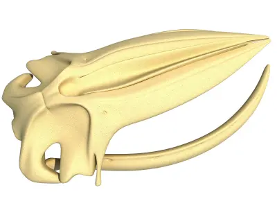 Humpback Whale Skull 3D model