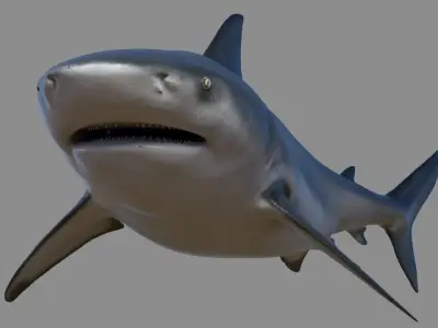 Bull shark rigged and animated for Cinema 4d  Low-poly 3D model
