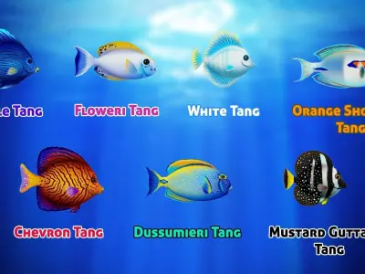 Cartoon Tang Fish Low-poly 3D model