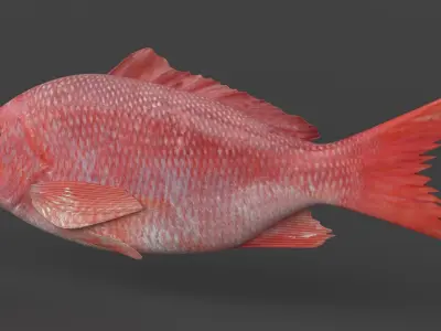 Red Snapper Fish 3D model