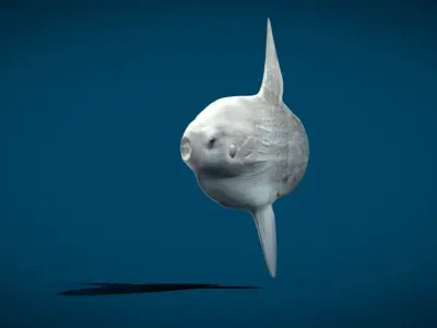 Ocean Sunfish Mola  3D model