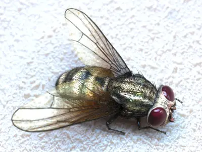 Fly ANIMATED XGEN CORE 3D model